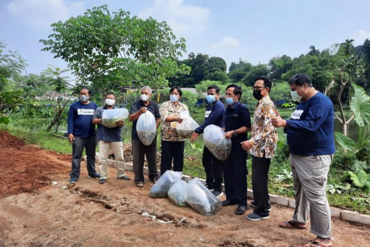 BBI Kota Depok hasilkan 200 ribu ikan konsumsi per tahun