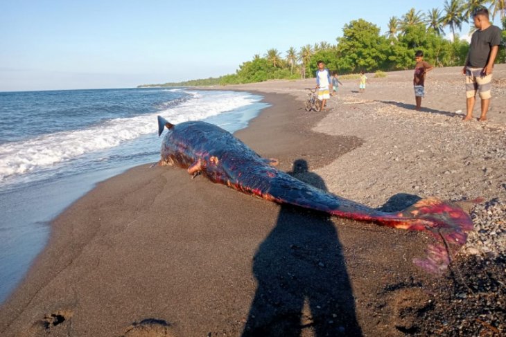 Lagi seekor paus ditemukan mati terdampar di pantai Indonesia