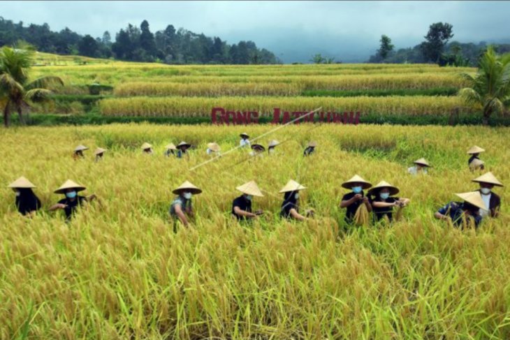 Panen raya di sawah Jatiluwih