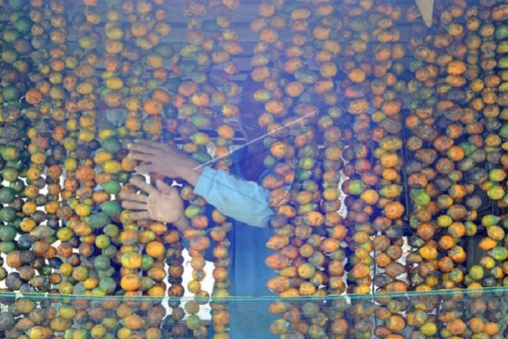 Musim paceklik pinang di Jambi