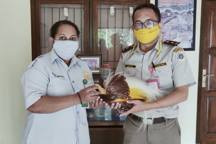 Karantina Ternate gagalkan penyelundupan awetan cenderawasih begini kronologinya