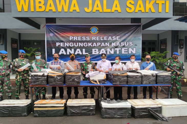 Gagalkan penyelundupan benur, Lanal Banten selamatkan aset negara Rp7,8 miliar
