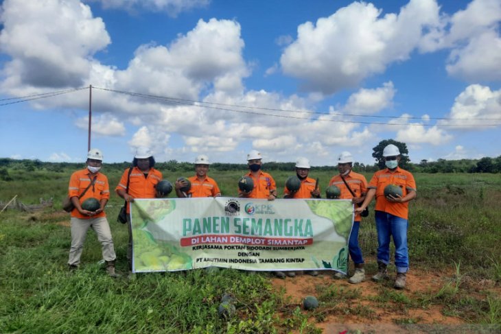 PT Arutmin's fostered farmers harvests 13 tons watermelon