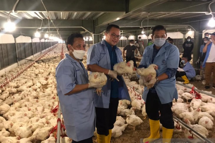 IPB miliki 'tefa closed house' yang jadi percontohan perternakan ayam termodern di Indonesia