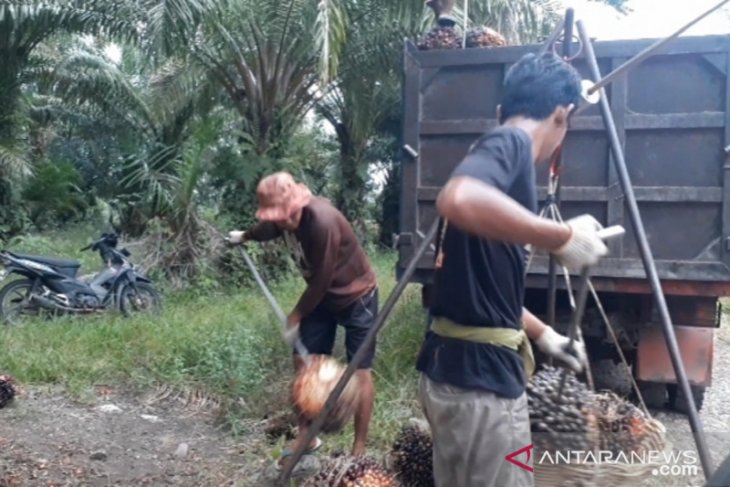 Mukomuko usulkan sarana tingkatkan produksi perkebunan sawit