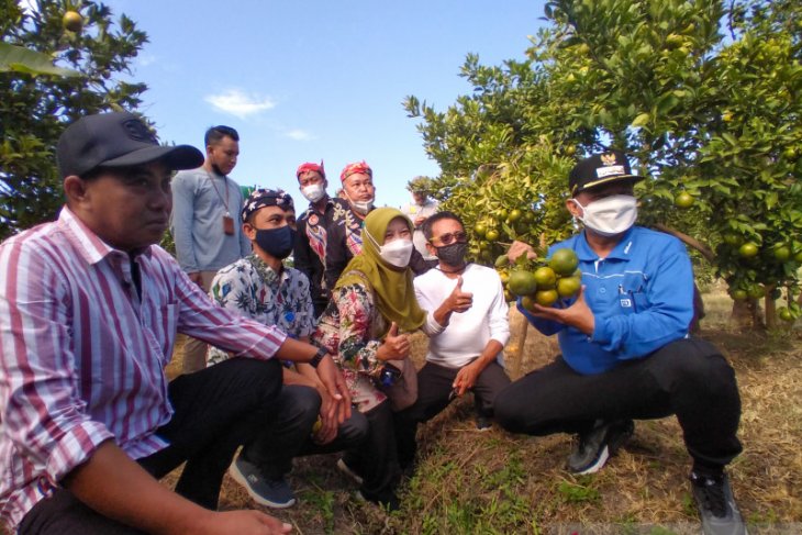 Bung Karna Dorong Petani Situbondo Kembangkan Agribisnis Buah Jeruk ANTARA News Jawa Timur