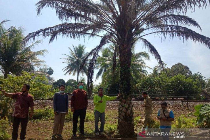 Distankan: Wilayah Lembak potensial untuk pengembangan sawit dan kurma