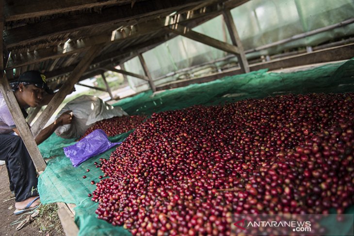 Produksi puntang kopi 