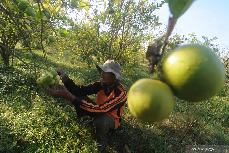 Jeruk Lemon Pamekasan 