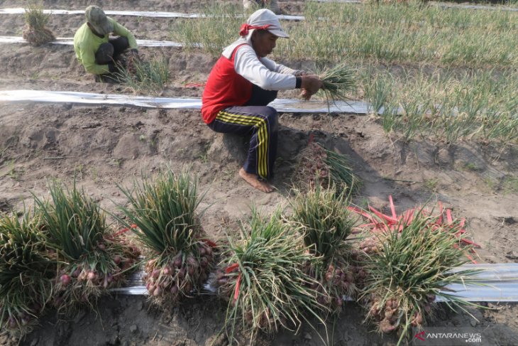 Petani Keluhkan Harga Bawang Merah