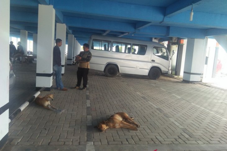 Mukomuko targetkan vaksinasi hewan rabies tuntas 2021