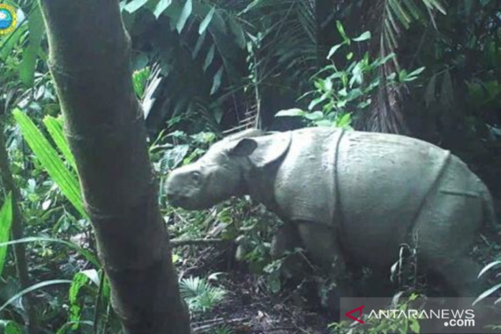 Ujungkulon Park records increase in Javanese rhino population
