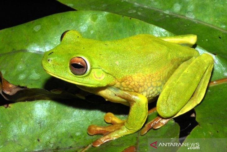 New frog species discovered in area of PT Freeport Indonesia