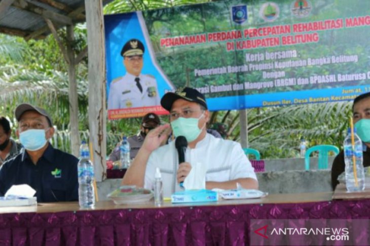 Pemprov Babel kucurkan dana Rp10 miliar rehabilitasi mangrove