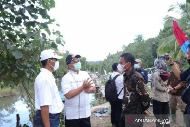 Gubernur Erzaldi tinjau rehabilitasi bakau di Belitung