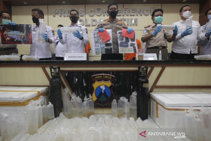 Polda Jatim gagalkan penjualan 30.500 ekor benih lobster ke Jakarta