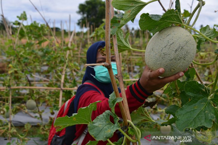 PENERAPAN PROKES DI AGROWISATA