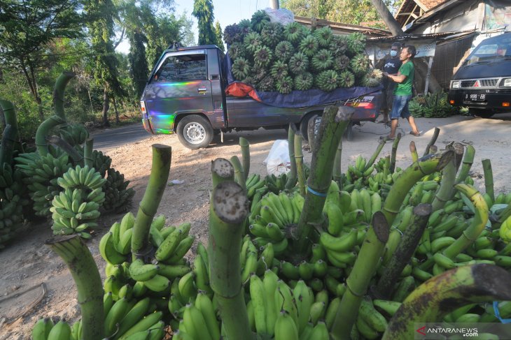 Permintaan Pisang pamekasan Turun