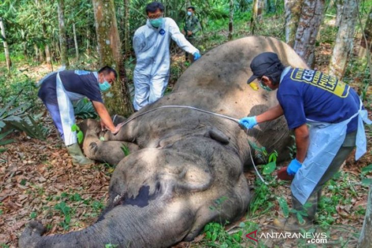 Gajah betina ditemukan mati di kebun warga