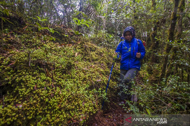 Hutan Hujan Tropis Pegunungan Meratus