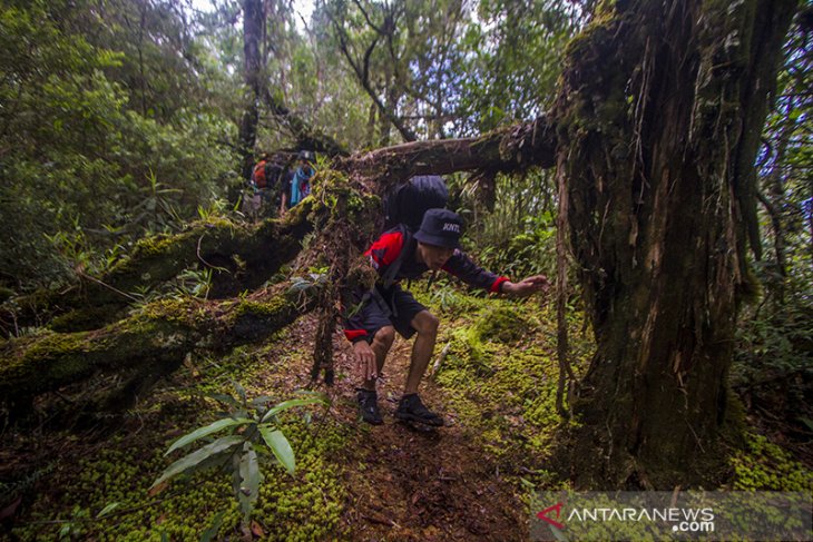 Hutan Hujan Tropis Pegunungan Meratus