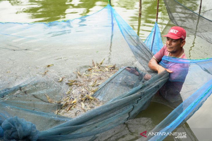 Program PPM PT Timah, Pokdakan Selepuk Indah Panen Udang Galah