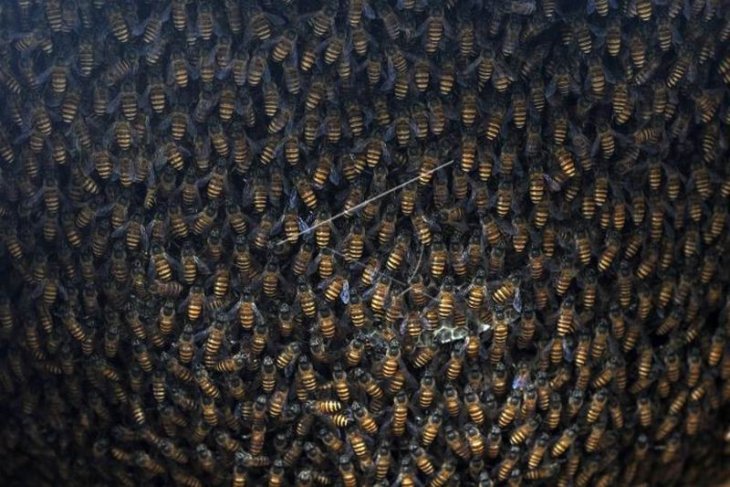 Budidaya lebah madu
