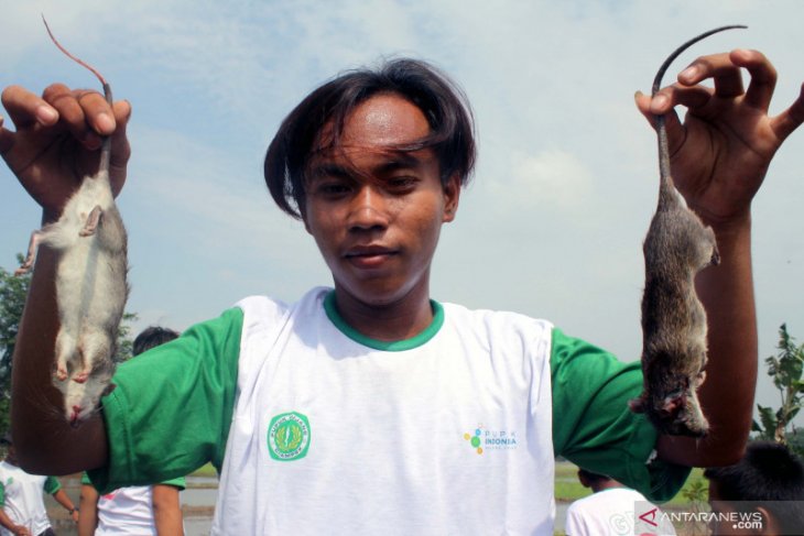 Sayembara tangkap tikus di areal persawahan