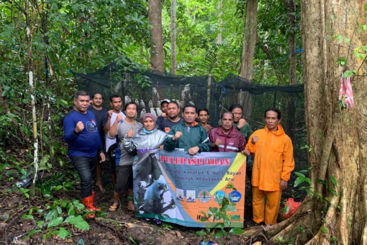 150 satwa endemik burung dan reptil dilepasliarkan di hutan Kepulauan Aru