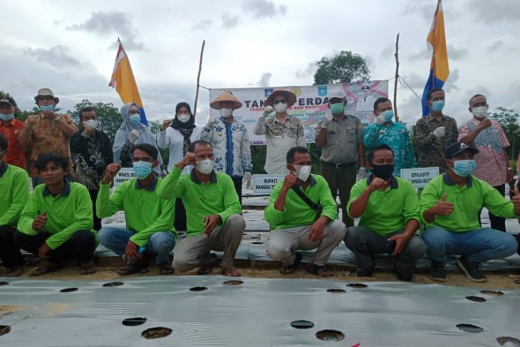 Dinas Pangan Bangka Tengah bina 11 kelompok tani keluarga