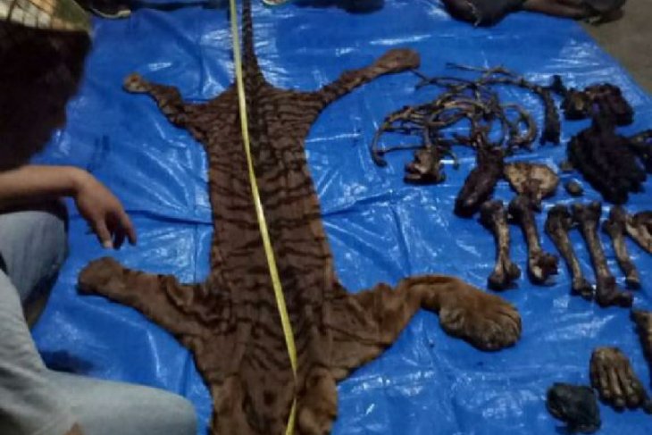 Seorang warga ditangkap saat bawa organ harimau dalam kardus