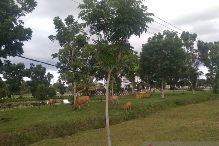 Satpol PP Mukomuko tangkap ternak berkeliaran di jalan raya