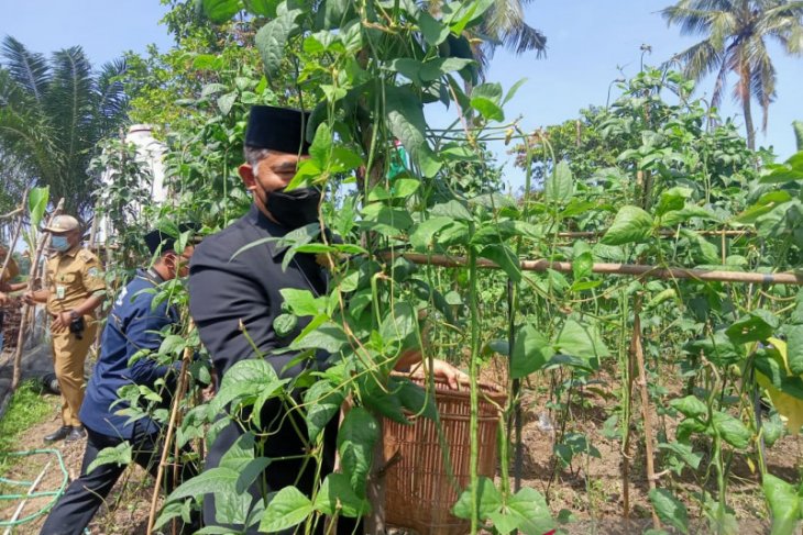 Panen kacang panjang Walikota Jambi minta warga Danau Teluk manfaatkan lahan tidur