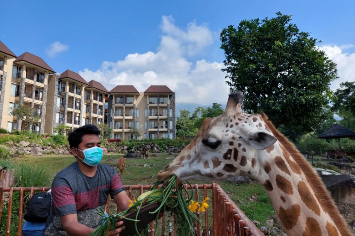 World Giraffe Day, jerapah Baobab Safari Resort-Taman Safari Prigen diberi tumpeng