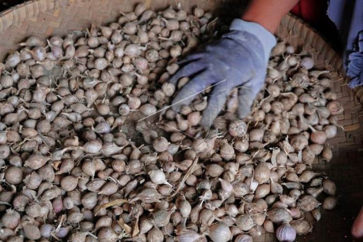 Harga bawang putih turun