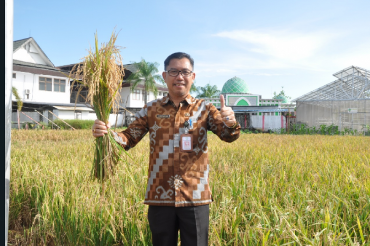 Swasembada Beras Kalbar melalui program intensifikasi IP 400