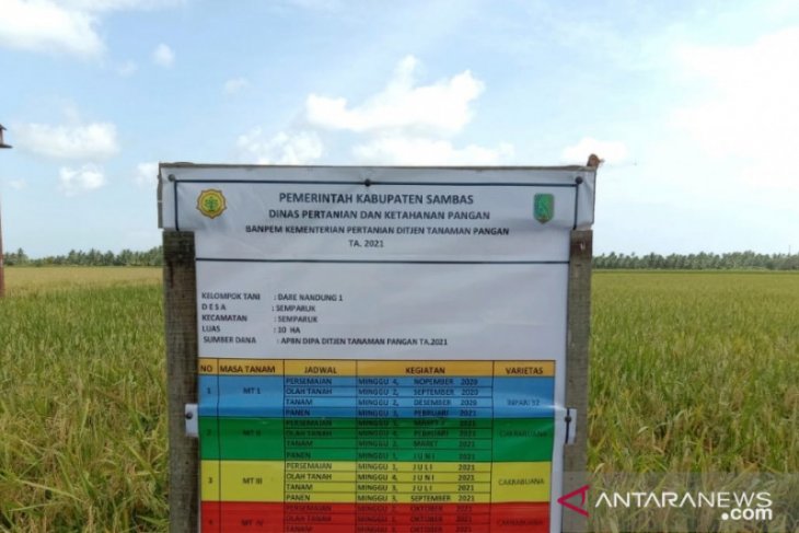 IP 400, cara Kalbar untuk swasembada pangan
