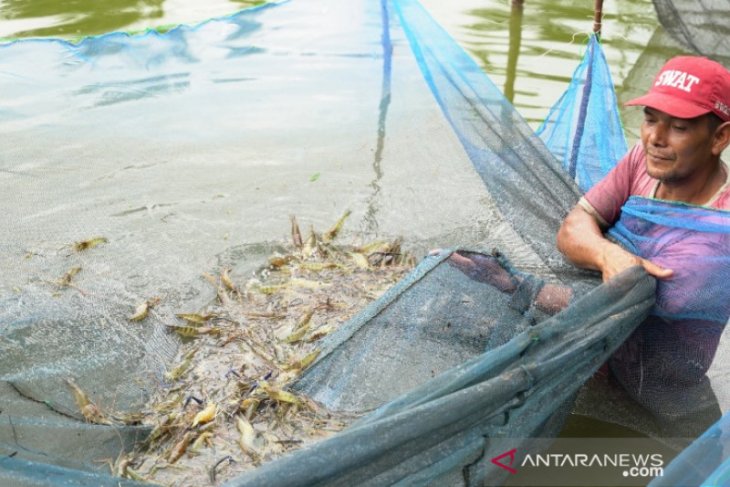 PT Timah - Pokdakan Bangka Barat panen udang galah
