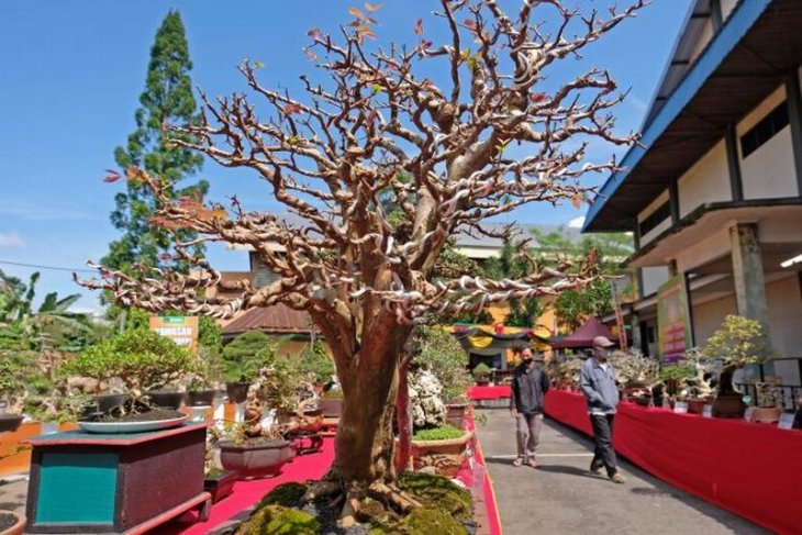 Pameran bonsai