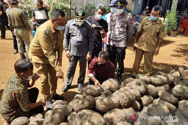Bupati Bengkayang dukung permodalan petani porang