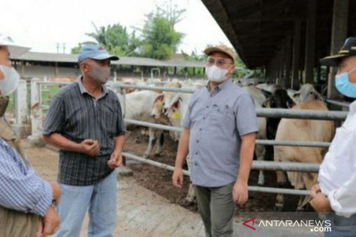 Gubernur Erzaldi jajaki pembiakan sapi Australia