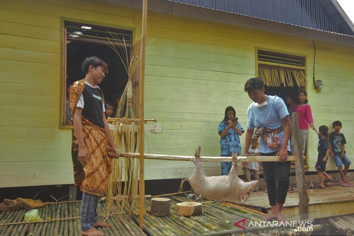 Tradisi Hasil Panen Padi Melimpah Dayak Piani