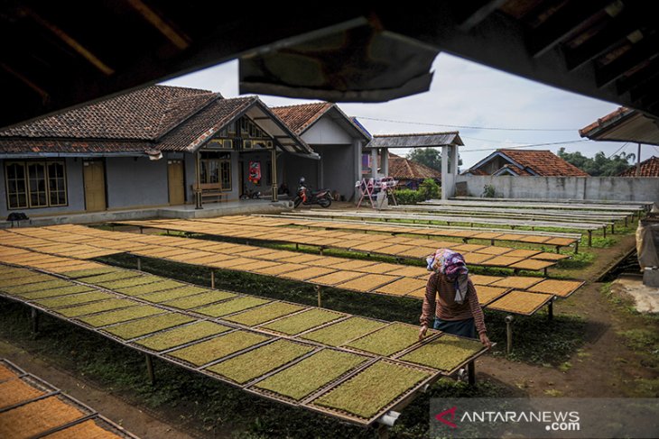 Produksi tembakau di Kabupaten Sumedang 