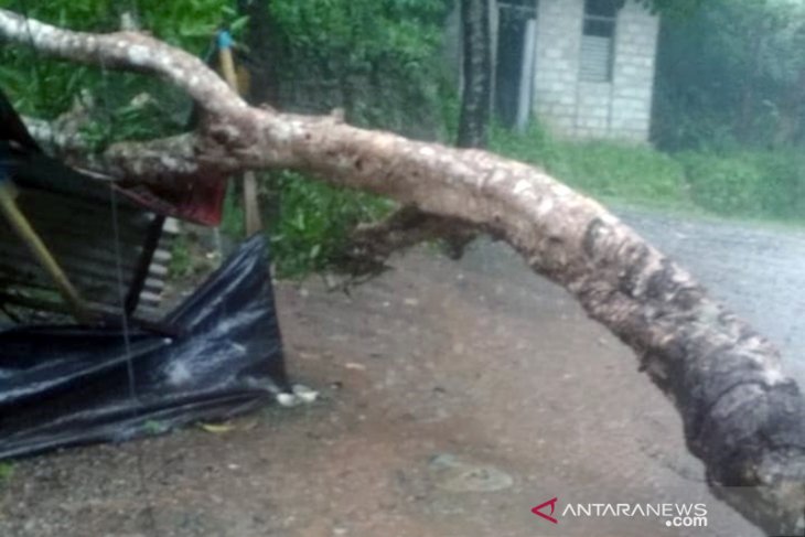 Waspada, hujan deras sebabkan listrik padam akibat pohon tumbang di Ambon - Vimarsana News