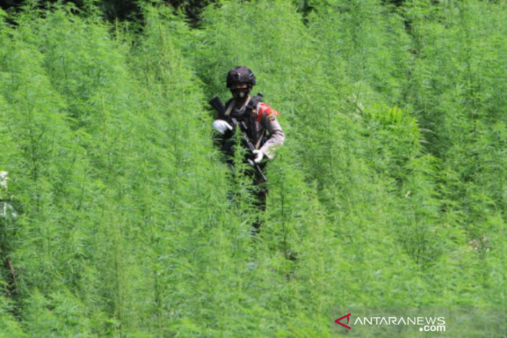 Polisi temukan 5 hektare ladang ganja di Nagan Raya Aceh