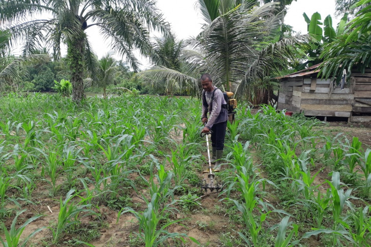 Ini target produksi  jagung  di Aceh Jaya ANTARA News Aceh