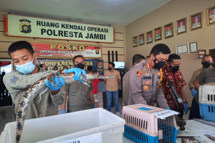 Polresta Jambi amankan pelaku perdagangan satwa dilindungi