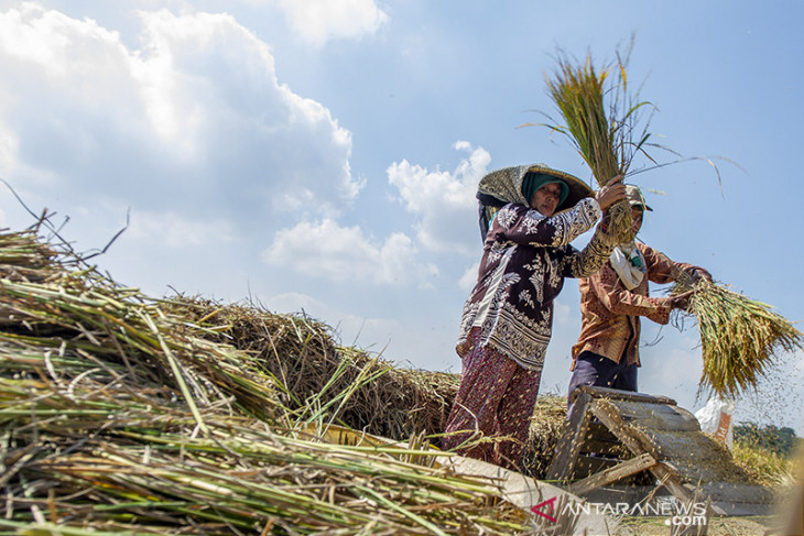 Upah nominal harian buruh tani naik 