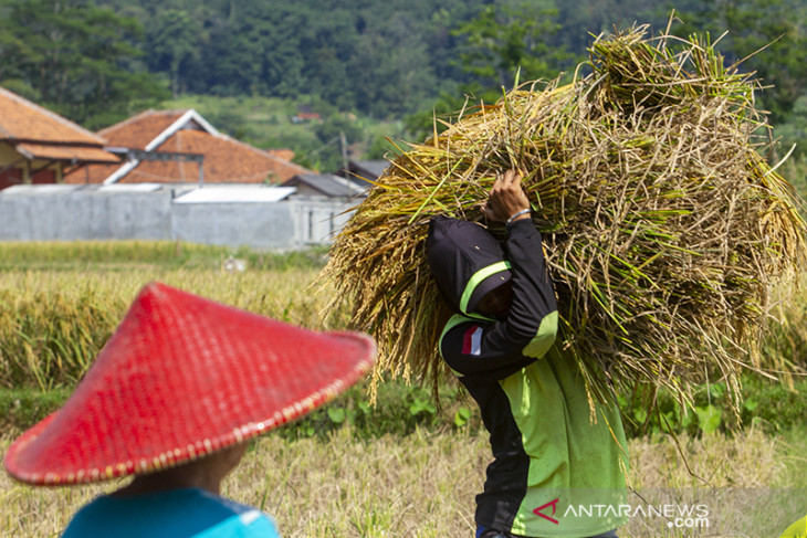 Upah nominal harian buruh tani naik 