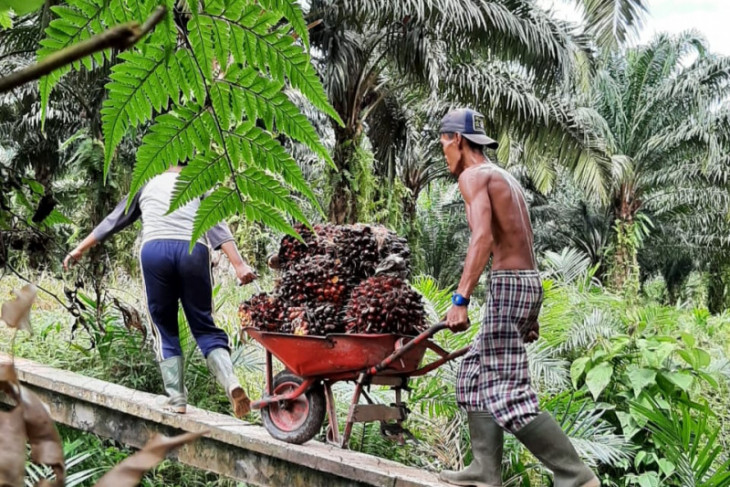 Harga TBS sawit di Kalbar saat ini masih stabil di atas Rp2.000 per kilogram